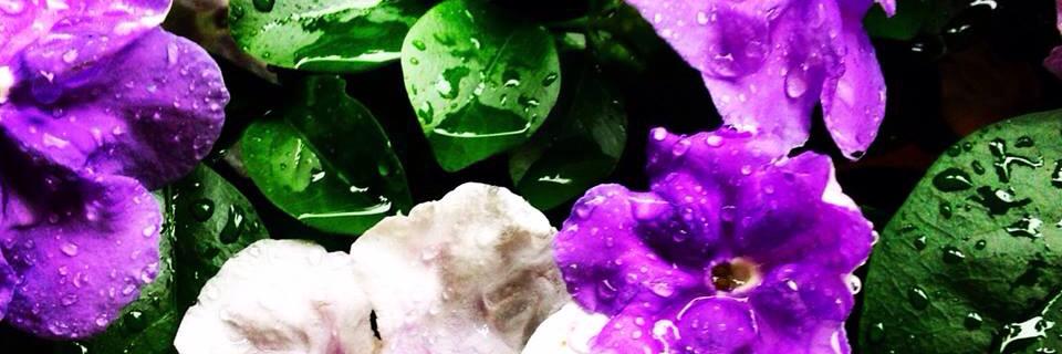 midifal's profile banner image