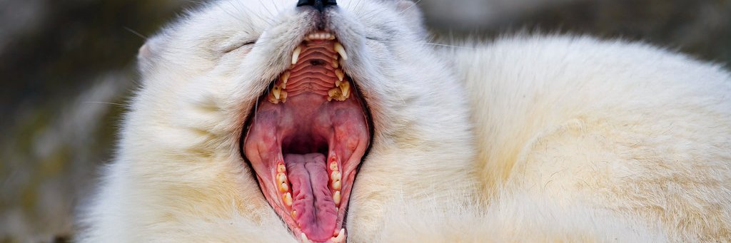 Fexy banner