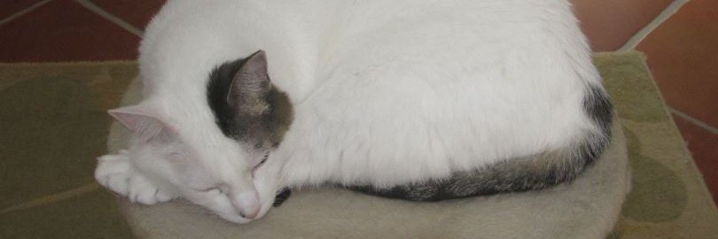 Old_Cat_Gen's profile banner image