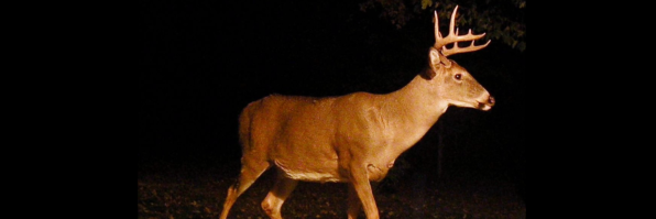 ✩₊˚.⋆Saylor⋆⁺₊✧ banner