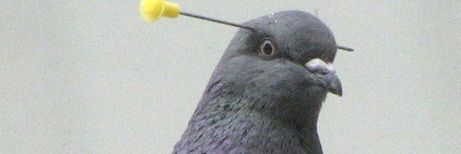 gusiaczek's profile banner image
