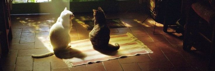 pipow waiting for mr.kill banner