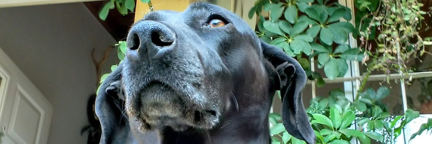 AguCarPret's profile banner image