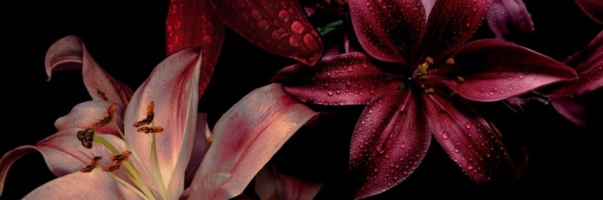 nina banner