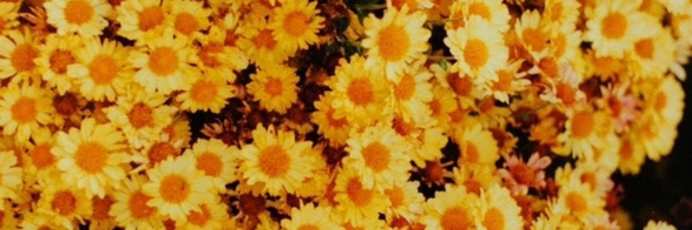 torianne's profile banner image