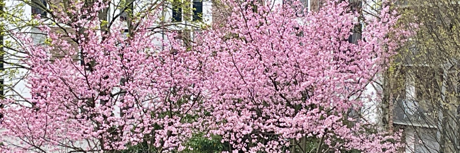 Conny Schabernack 🇩🇪 🕊️☮️ banner