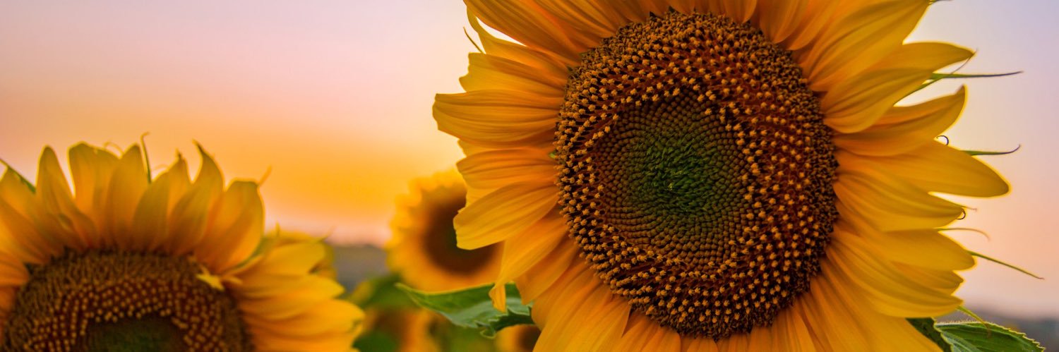 birgaripsvd's profile banner image