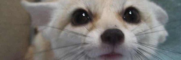 GreggoryWolp Profile Banner