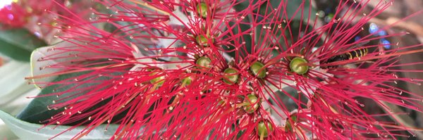 spunky_possum Profile Banner