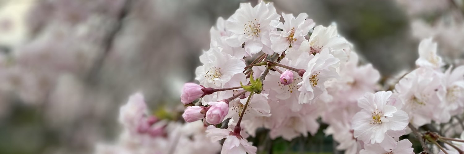 mitsukosan3's profile banner image