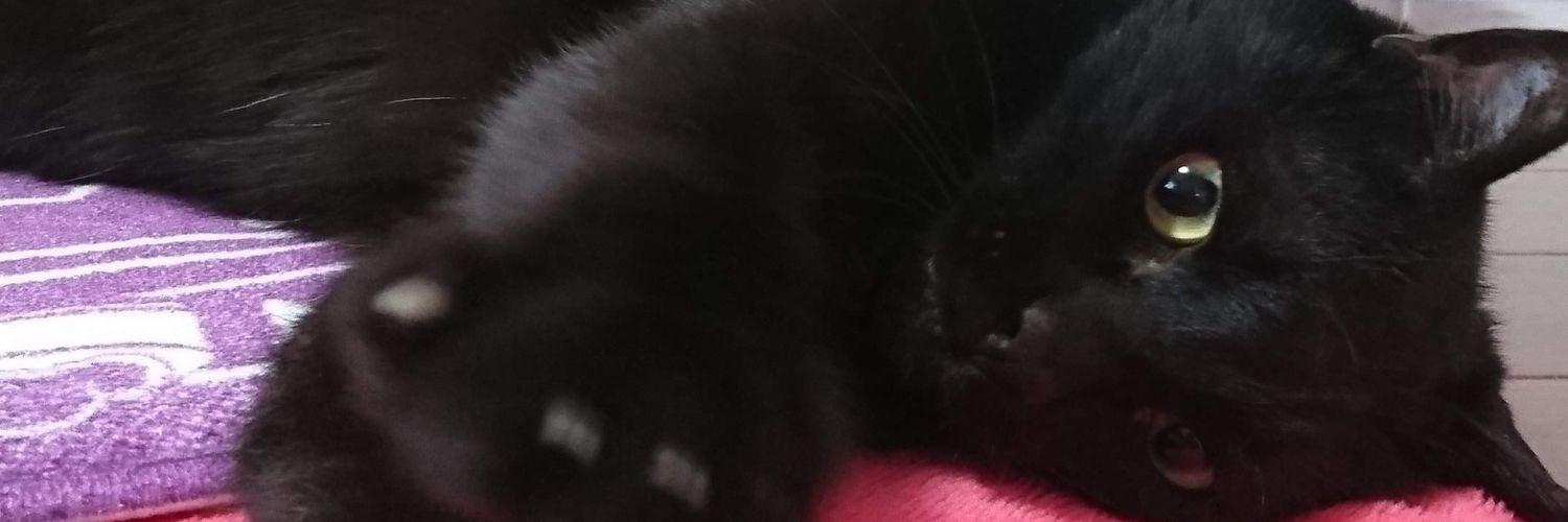 cafkana's profile banner image