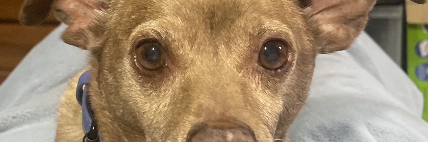 molleeb's profile banner image