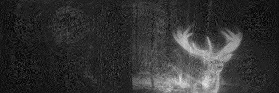 mellitizm's profile banner image