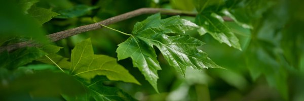 evermotion Profile Banner