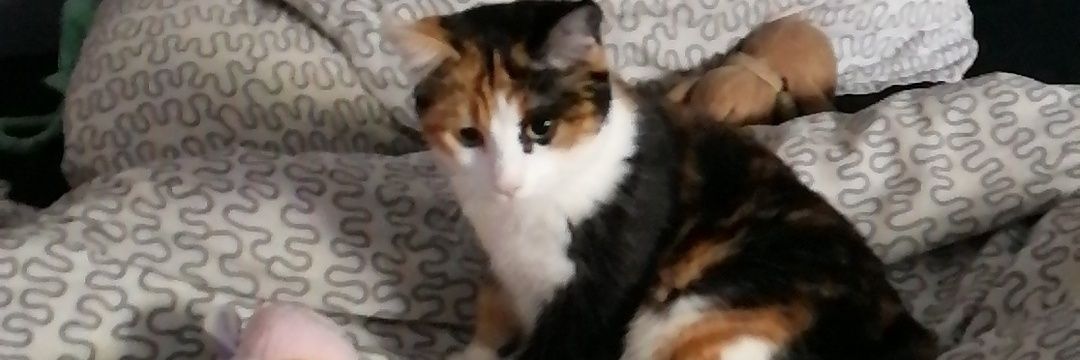 ElsaHerbache's profile banner image