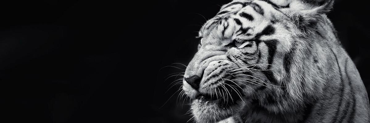 SchmuseTigger's profile banner image