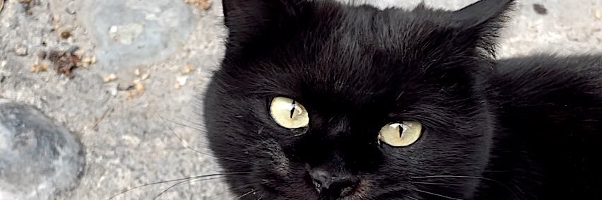 🐈‍⬛'s banner
