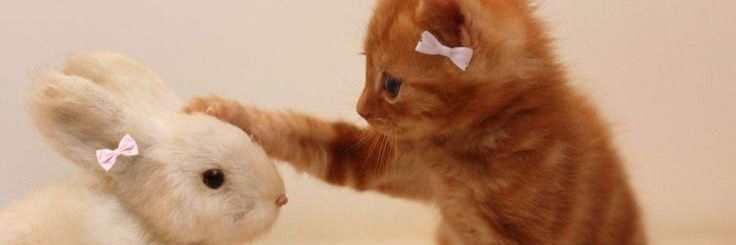 bunny kitty sam reid🐇 banner