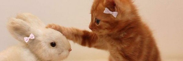 bunnykittystat Profile Banner