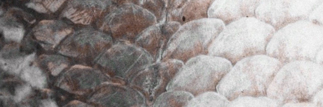 𖤝𝔏𝔦𝔱𝔱𝔩𝔢 𝔇𝔬𝔳𝔢 ⋆˙⟡ banner