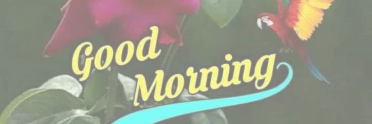 leafy ＼(^o^)／ !! banner