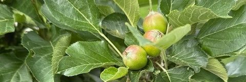 Barb Hollister banner