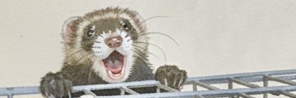 モフリーヌ banner