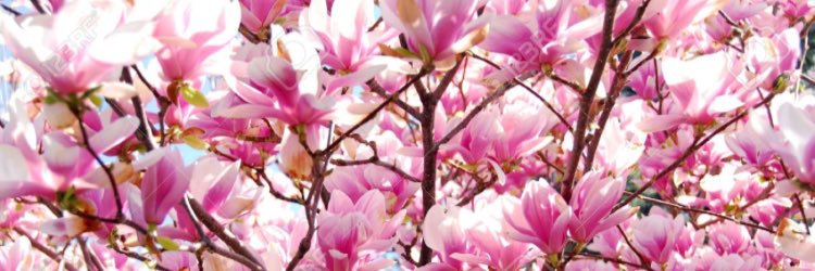 FeiteJulie's profile banner image