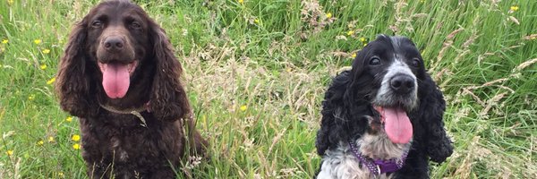 Kazabelle Profile Banner