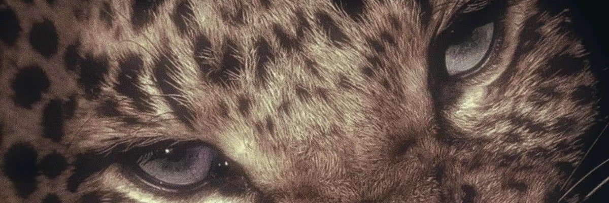 dinglinlin0's profile banner image