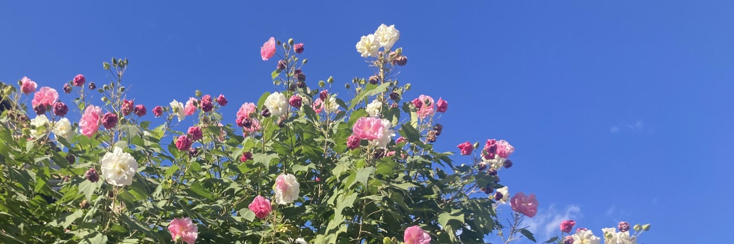 さも 🌸's banner