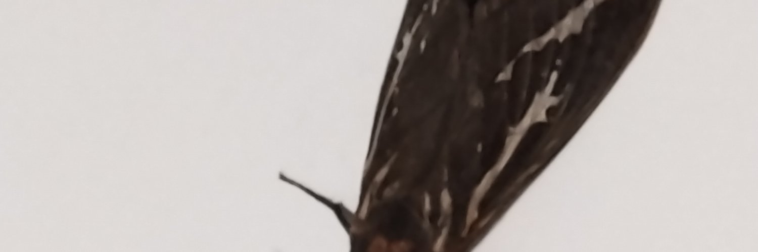 Fisherbone67779's profile banner image