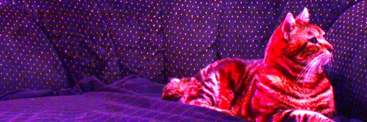 lavidalava's profile banner image