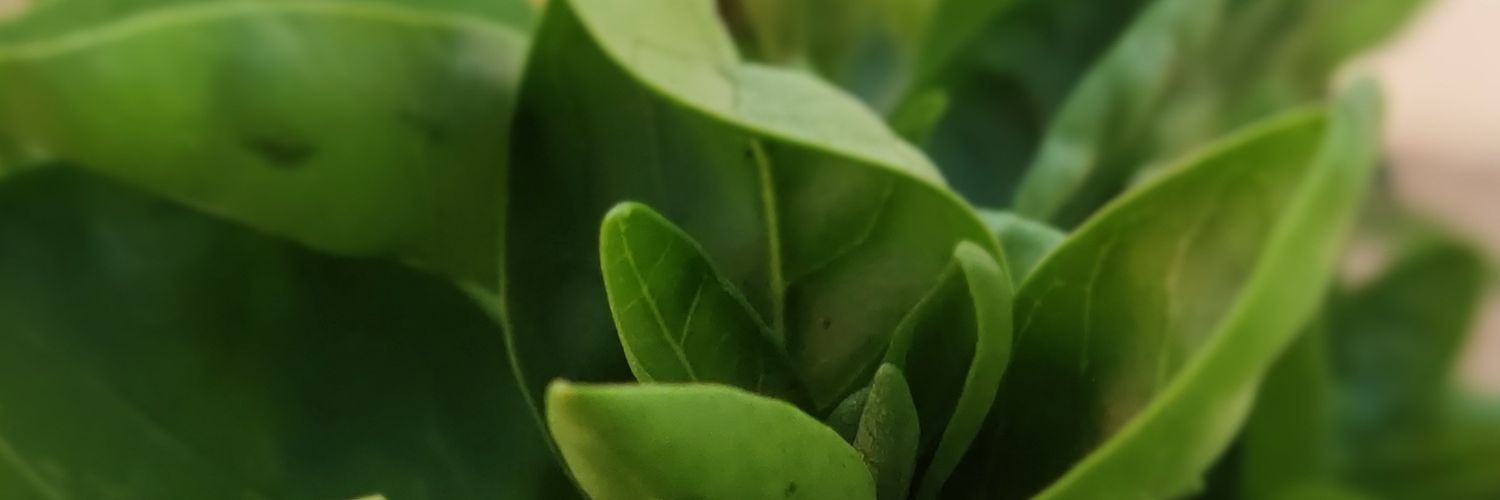 PVipsb's profile banner image
