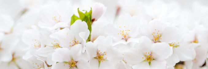 muuuuli's profile banner image