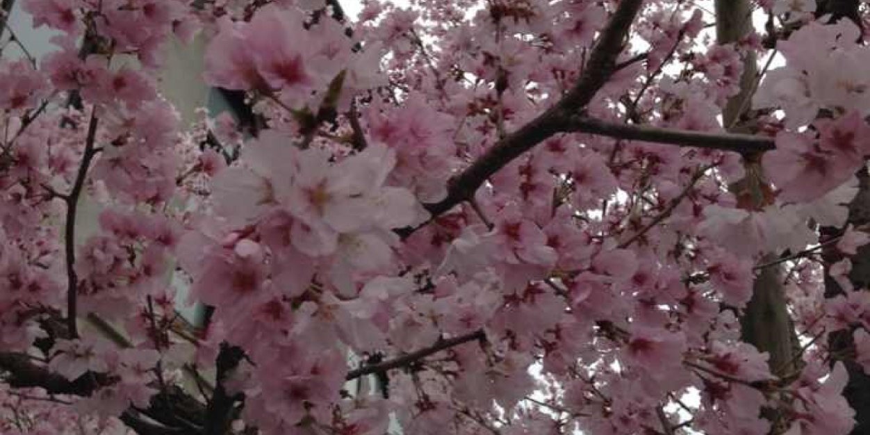 Rintok_M50's profile banner image