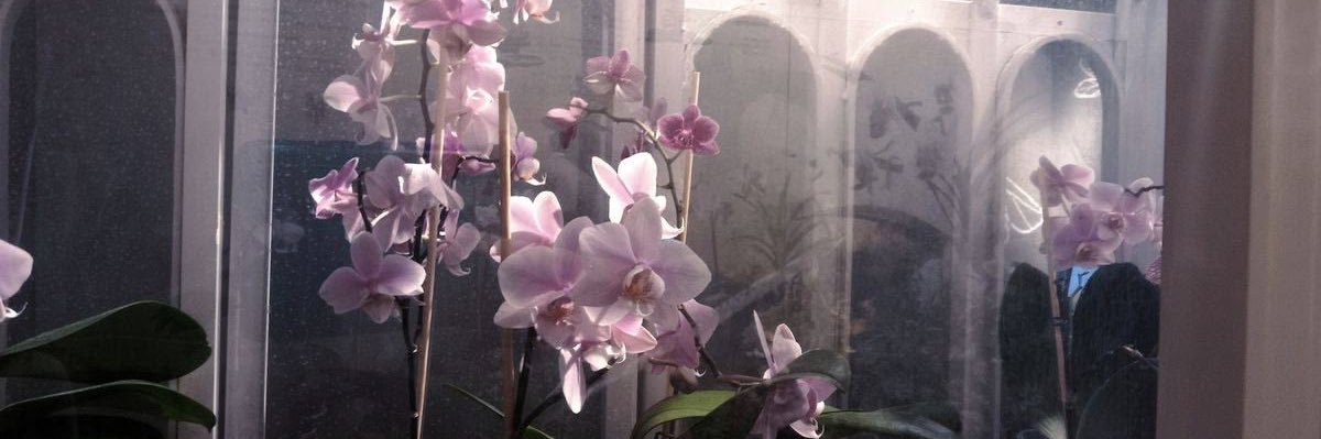 babeblue banner