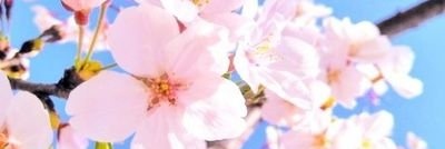 sakura77chan's profile banner image
