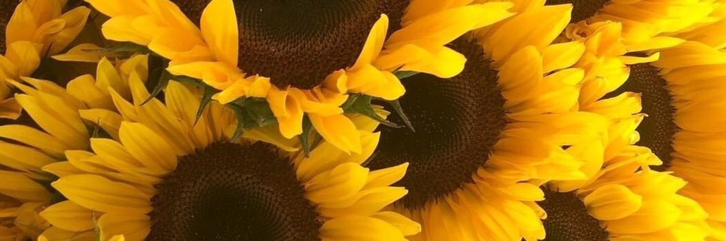 Plavaafrodita's profile banner image