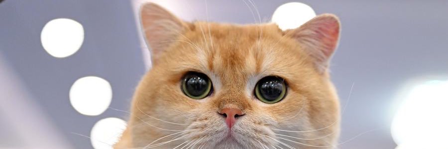 honey (◡‿◡✿) banner
