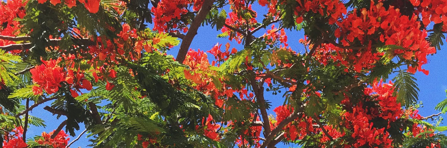 ___chefLolita's profile banner image