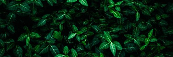 reyito Profile Banner