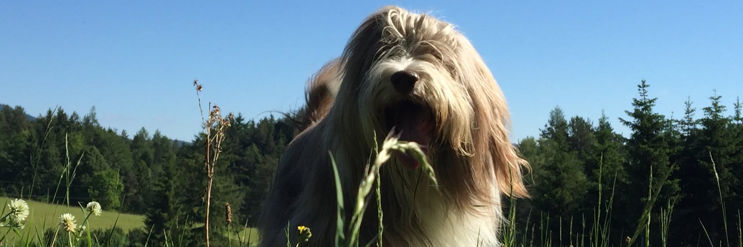 dexterS_i's profile banner image