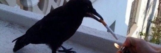 𝖱𝖺𝗏ǝ𝗇(کلاغ آبی)'s banner