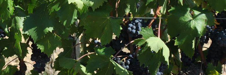 vinotheca's profile banner image