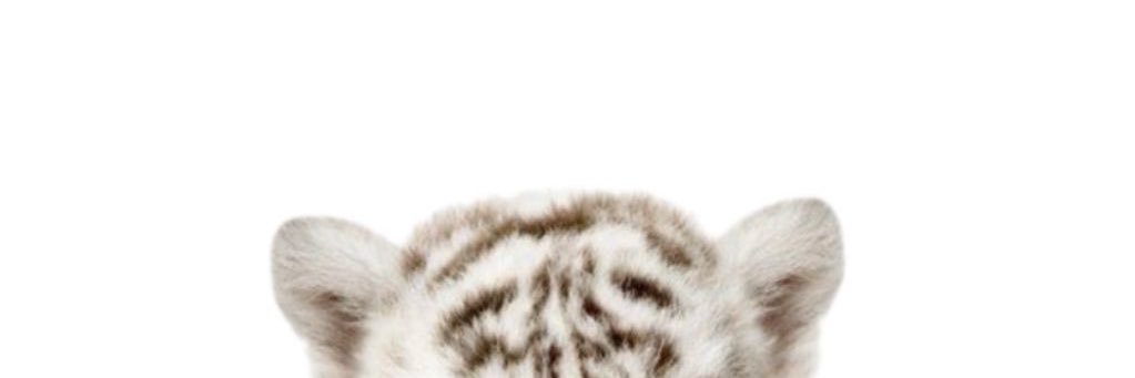 › › › Riri — shedtwt banner