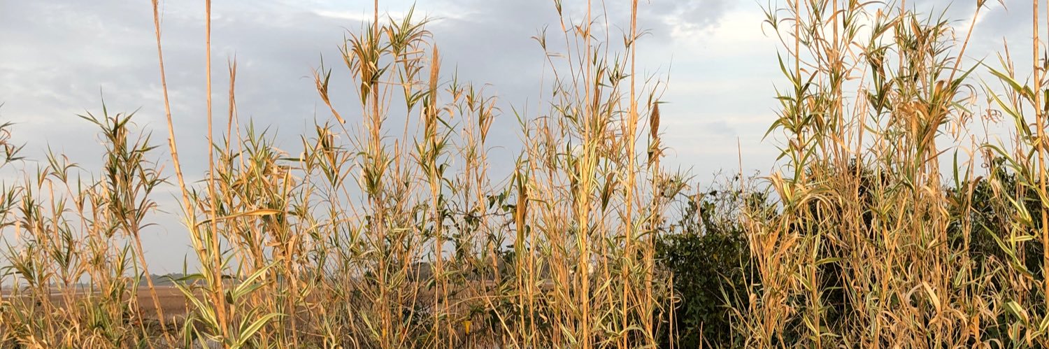 Patrick “WTF is X” 🟧☮️🌊🌊🇬🇱🇺🇦 banner