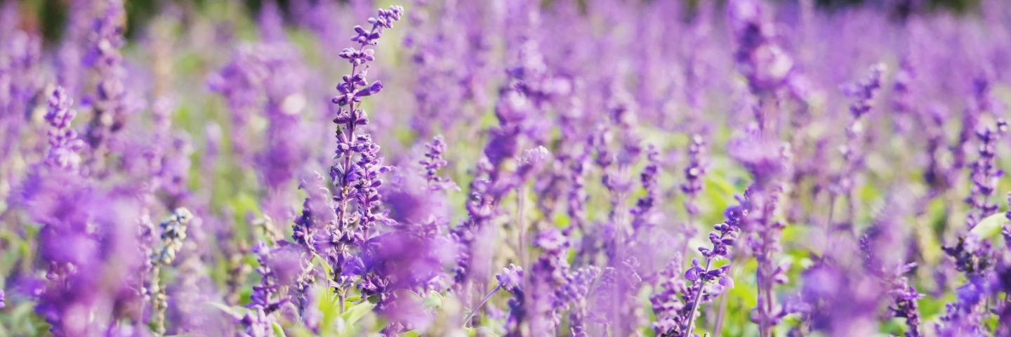 terara_12's profile banner image