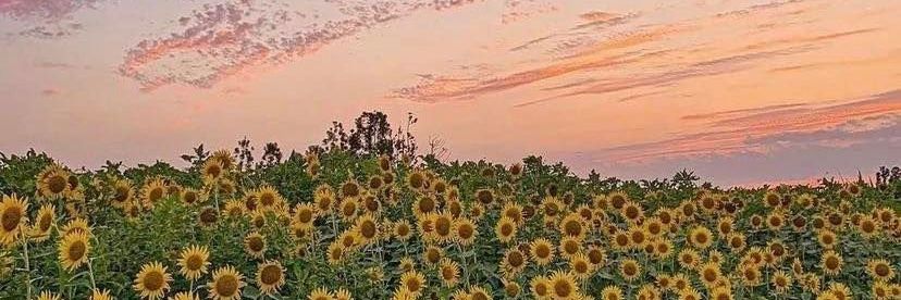 IpekSVM's profile banner image