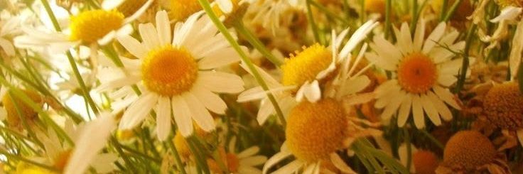 ⋆｡°♡ 𝙉𝙚𝙞𝙡 • QSMP2 banner